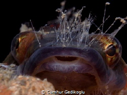 Lepadogaster lepadogaster
Clingfish by Cumhur Gedikoglu 